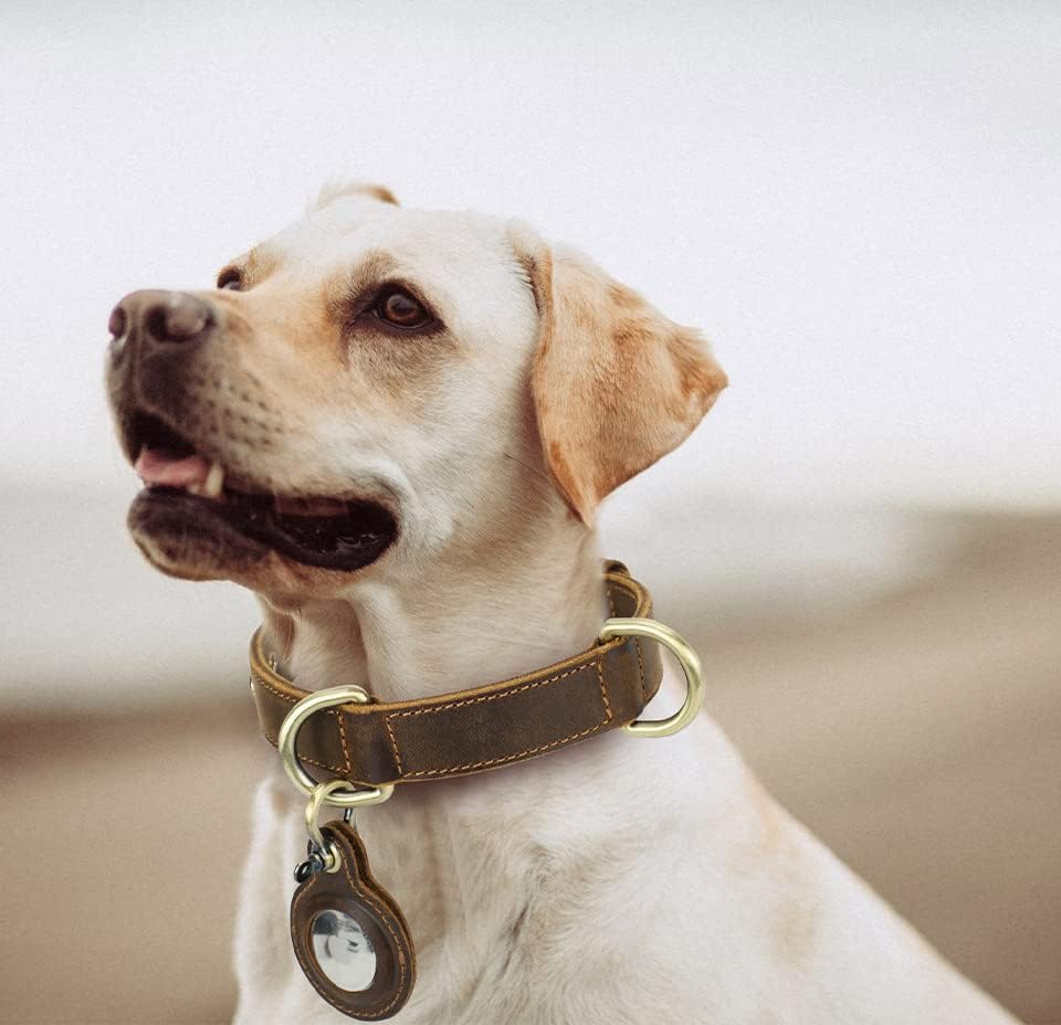 צווארון כלבי עור עם מחזיק תגי אוויר אטום ריח אטום מים צווארון כלב אבזם עמיד ללא כלב בינוני קטן, S [9.6-14in]